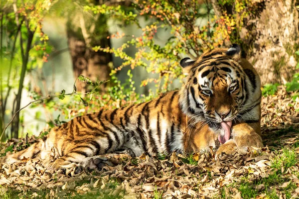 Tigre Sibérien Panthera Tigris Altaica Est Grand Chat Monde — Photo