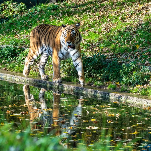 Tigre Siberiano Panthera Tigris Altaica Maior Gato Mundo — Fotografia de Stock