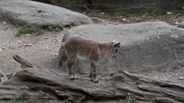 Genç dağ keçisi bir kayanın üzerinde - Alman parkında Capra dağ keçisi
