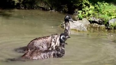 Dromaius novaehollandiae, devekuşunun ratit akrabası olan devekuşundan sonra yaşayan en büyük ikinci kuş türüdür. Avustralya 'ya özgüdür.