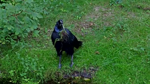 Абиссинский Северный Земляной Рогоклюв Bucorvus Abyssinicus Северный Земляной Рогоклюв Является — стоковое видео