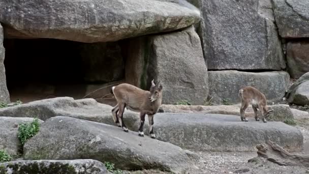 Junges Steinbockbaby Auf Einem Felsen Steinbock Einem Deutschen Park — Stockvideo