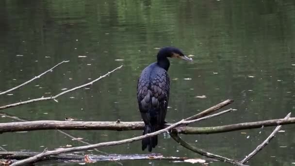 Gran Cormorán Phalacrocorax Carbo Conocido Como Gran Cormorán Negro Través — Vídeo de stock