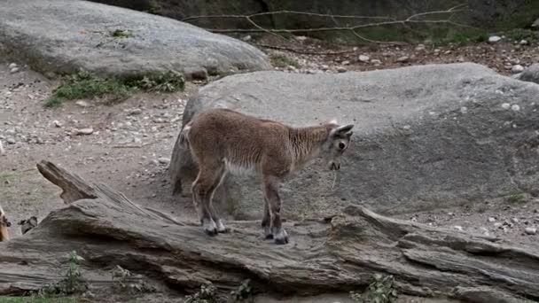 Fiatal Baba Hegy Ibex Egy Sziklán Capra Ibex Egy Német — Stock videók