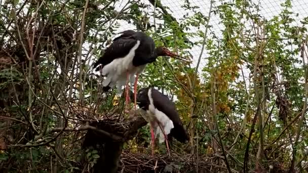 Μαύρος Πελαργός Ciconia Nigra Μεγάλο Πουλί Της Οικογένειας Των Πελαργών — Αρχείο Βίντεο