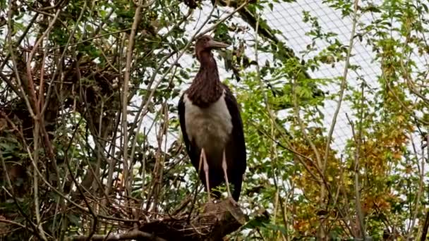 Black Stork Ciconia Nigra Large Bird Stork Family Ciconiidae — Stock Video