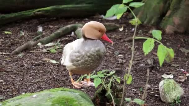 Red Jambul Pochard Netta Rufina Adalah Bebek Menyelam Besar — Stok Video