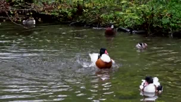 Den Gemensamma Goldeneye Ankan Bucephala Clangula Medelstor Sjöanka Arten Uppkallad — Stockvideo