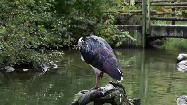 Strohhalsibis Threskiornis Spinicollis Einem Deutschen Park — Stockvideo