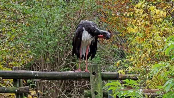 Cegonha Negra Ciconia Nigra Aves Grandes Família Das Cegonhas Ciconiidae — Vídeo de Stock