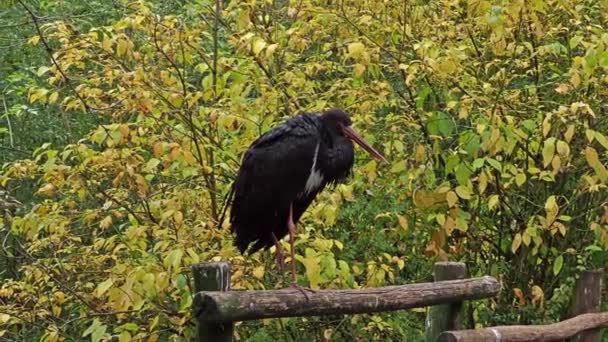 Cigüeña Negra Ciconia Nigra Aves Grandes Familia Ciconiidae — Vídeos de Stock