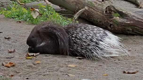 Індійський Гризун Porcupine Hystrix Indica Або Індійський Дикобраз Великий Вид — стокове відео