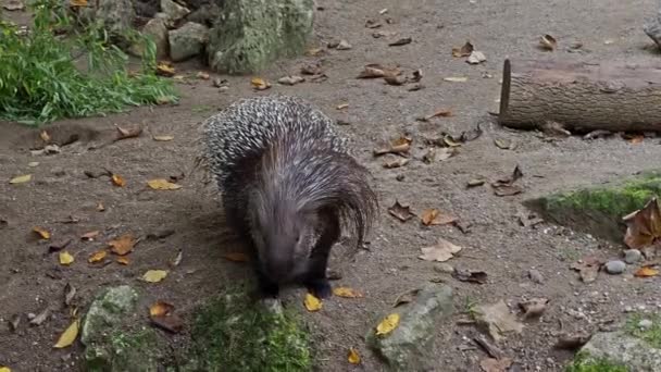 Ινδική Χερσόνησος Porcupine Hystrix Indica Ινδική Σκαντζόχοιρος Είναι Ένα Μεγάλο — Αρχείο Βίντεο