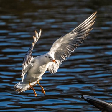 Larus Argentatus, Avrupa 'nın batısındaki tüm martılar arasında en çok bilinen martılardan biri olan büyük bir martıdır. Burada havada uçuyor..