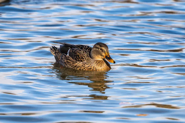 Gräsänder Anas Platyrhynchos Smickrande Anka Här Simmar Sjö — Stockfoto