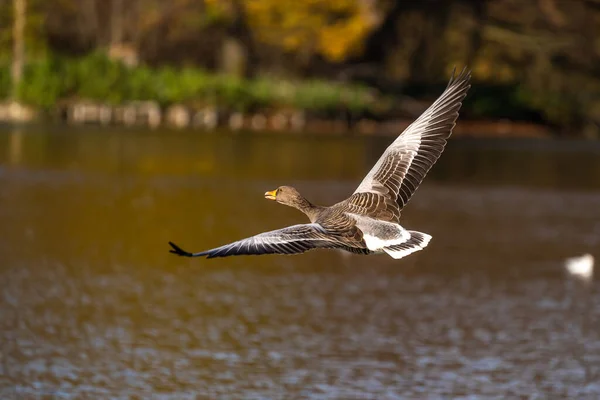 Gâsca Greylag Anser Anser Este Specie Gâscă Mare Din Familia — Fotografie, imagine de stoc