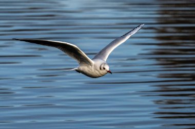 Larus Argentatus, Avrupa 'nın batısındaki tüm martılar arasında en çok bilinen martılardan biri olan büyük bir martıdır. Burada havada uçuyor..
