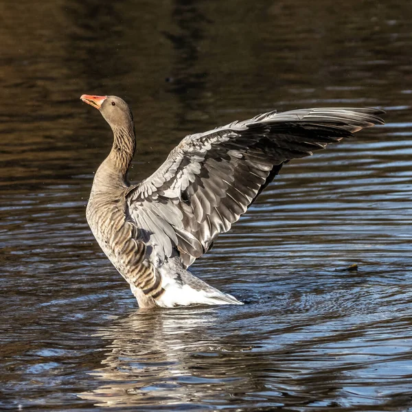 Gęś Siwa Anser Anser Gatunek Gęsi Rodziny Anatidae Anatidae Należący — Zdjęcie stockowe