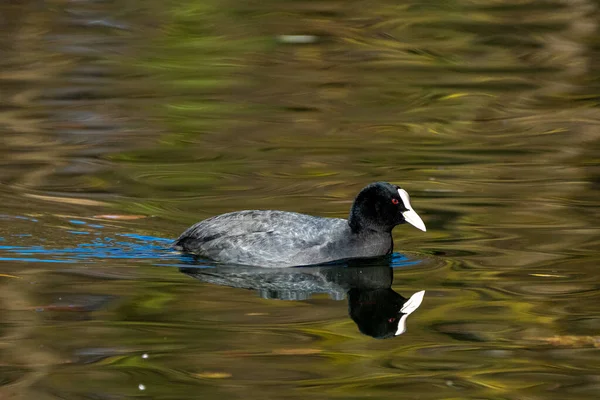 Common Moorhen Gallinula Chloropus Also Known Waterhen Swamp Chicken Common — Stock Photo, Image