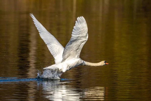 Dilsiz Kuğu Dilsiz Kuğu Anatidae Familyasından Bir Kuğu Türüdür — Stok fotoğraf