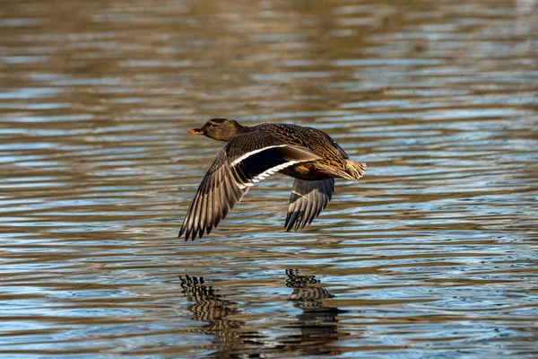 Die Stockente Anas Platyrhynchos Ist Eine Plappernde Ente Hier Fliegen — Stockfoto