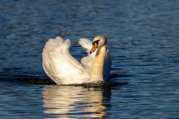 Cygnus Olor Est Une Espèce Amphibiens Famille Des Anatidae — Photo