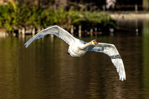 ミュート白鳥 Cygnus Color は白鳥の一種で 水鳥科の仲間です — ストック写真