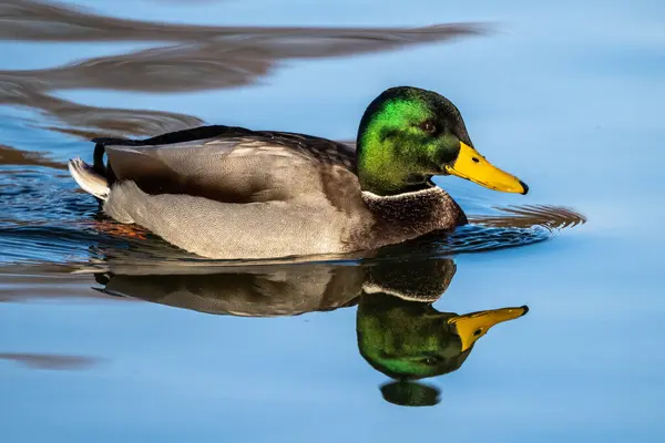 Pato Mallard Anas Platyrhynchos Pato Aqui Nadando Lago — Fotografia de Stock