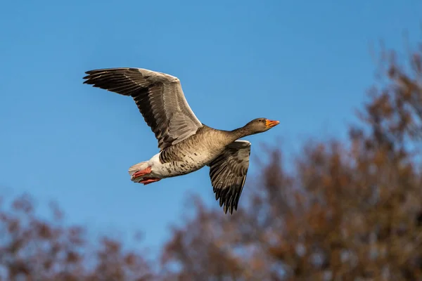 Anser Anser Est Une Espèce Passereaux Famille Des Anatidae Ici — Photo