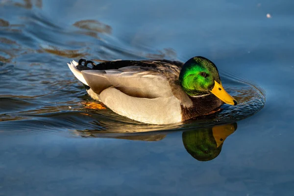 Ánade Real Anas Platyrhynchos Pato Juguetón Aquí Nadando Lago — Foto de Stock