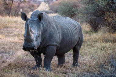 Waterberg, Namibya - 20 Haziran 2019: Siyah Gergedan, Diceros bicornis 'i Etosha Ulusal Parkı' nda, Namibya 'da izleyen fotoğrafçılar