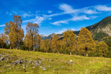 Ahornboden 'daki akçaağaç ağaçlarının sonbahar manzarası, Karwendel dağları, Tyrol, Avusturya