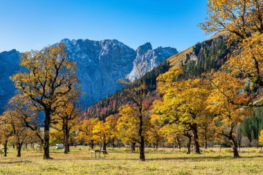 Ahornboden 'daki akçaağaç ağaçlarının sonbahar manzarası, Karwendel dağları, Tyrol, Avusturya
