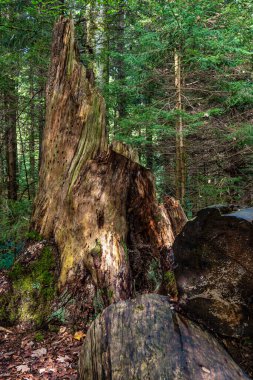 Doğa koruma alanı Eibenwald Paterzell, Porsuk Ormanı Paterzell, Bavyera, Almanya