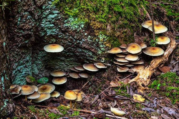 Doğadaki mantarlar Eibenwald Paterzell, Yew Ormanı Paterzell, Bavyera, Almanya