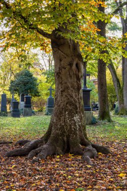 Tarihi mezar taşlarıyla ünlü Münih Eski Kuzey Mezarlığı manzarası. Cenazeler 1944 'ten beri burada yapılmadı. Bunun yerine mezarlık bir park olarak kullanılıyor..