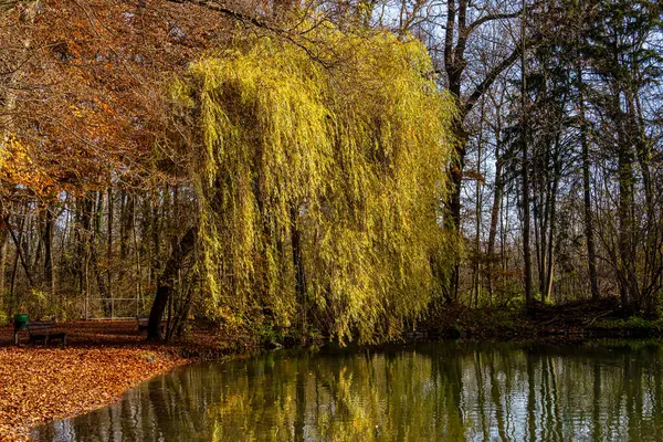 Vista Outono Dourada Famoso Lugar Relaxamento Munique Englischer Garten Jardim Fotografia De Stock