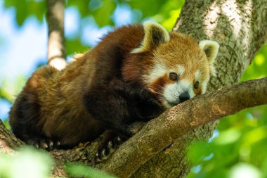 Kırmızı panda, Ailurus fulgens, daha küçük panda ve kırmızı kedi ayı olarak da bilinir..