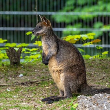 Kırmızı kanguru, Macropus Rufus tüm kanguruların en büyüğü, Avustralya 'ya özgü en büyük karasal memeli ve mevcut en büyük keseli hayvandır..