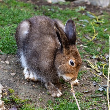 Dağ tavşanı, Lepus timidus. Yazın kahverengi saçlı beyaz tavşan olarak da bilinir.