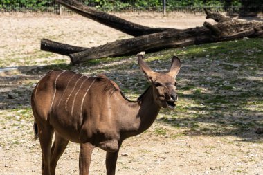 Taurotragus antilobu olarak da bilinen antilop, Doğu ve Güney Afrika 'da bulunan bir bozkır ve antiloptur..
