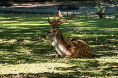 Fallow deer, Dama mezopotamya, Cervidae familyasından bir memeli türü..