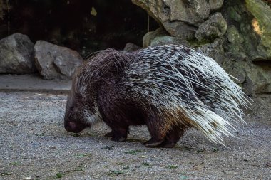 The Indian crested Porcupine, Hystrix indica or Indian porcupine, is a large species of hystricomorph rodent belonging to the Old World porcupine family, Hystricidae clipart