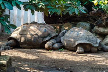 Aldabra dev kaplumbağa, Curieuse Deniz Ulusal Parkı, Curieuse Adası, Seyşeller