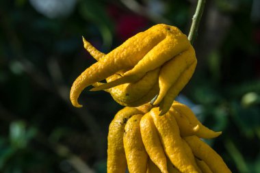 Citrus medica or the fingered citron, is an unusually shaped citron variety whose fruit is segmented into finger-like sections, resembling a human hand. It is called Buddha's hand. clipart