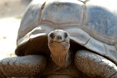 Aldabra dev kaplumbağa, Curieuse Deniz Ulusal Parkı, Curieuse Adası, Seyşeller