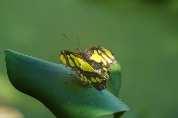 Siproeta Stelenes Una Mariposa Neotropical Con Patas Pincel Perteneciente Familia —  Fotos de Stock