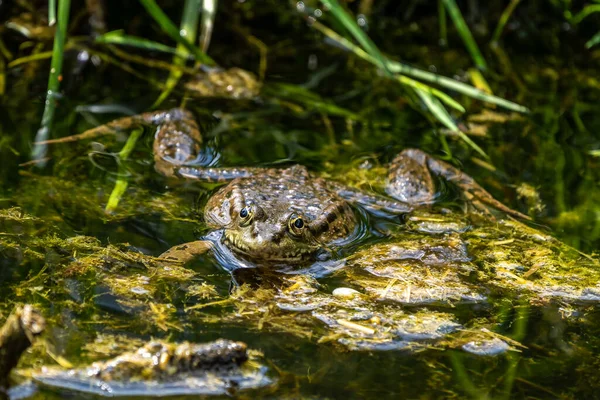 Κοινός Βάτραχος Rana Temporaria Ένα Μόνο Ερπετό Croaking Στο Νερό — Φωτογραφία Αρχείου