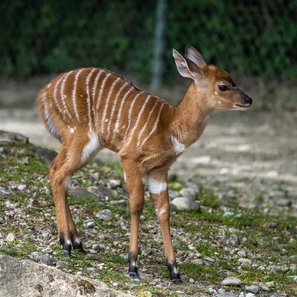 Bebé Nyala Tragelaphus Angasii Antílope Espiral Nativo África Austral Uma — Fotografia de Stock