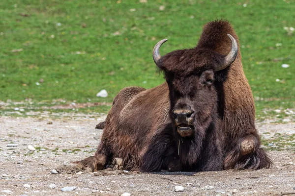 Bisonte Americano Simplemente Bisonte También Conocido Comúnmente Como Búfalo Americano — Foto de Stock